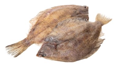 taze çiğ balık beyaz izole arka plan üzerinde pisi balığı