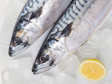 buz zemin üzerine taze çiğ Uskumru balığı