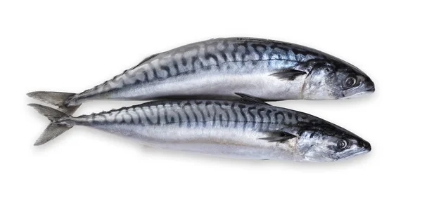 Raw Mackerel Fish White Isolated Background — Stock Photo, Image