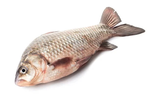 Cruciano Pescado Crudo Sobre Fondo Blanco Aislado — Foto de Stock