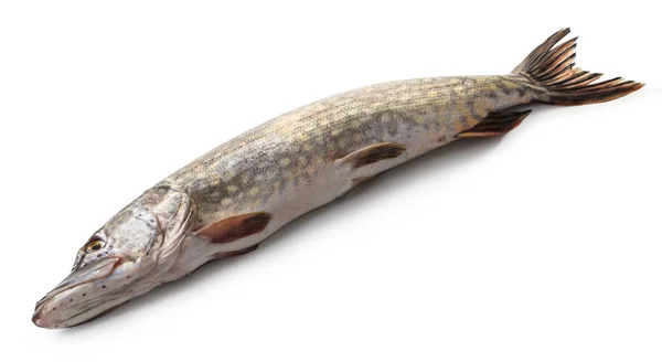 Beyaz Izole Arka Plan Üzerinde Çiğ Pike Balık — Stok fotoğraf