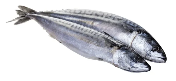Ryby Syrové Makrely Bílém Pozadí Izolované — Stock fotografie