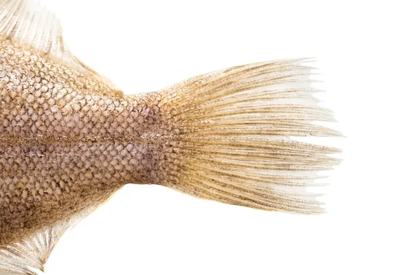 Syrové Ryby Karásku Ocas Detailní Záběr Bílém Pozadí Izolované — Stock fotografie