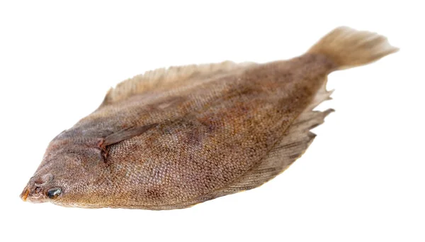 Färsk Fisk Flundra Vit Isolerade Bakgrund — Stockfoto