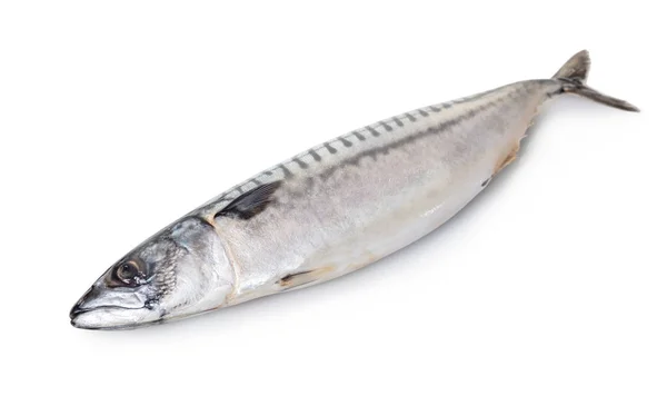 Сырая Рыба Макрель Белом Изолированном Фоне — стоковое фото