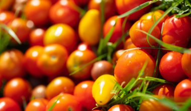 yeşil çim yakın çekim domates