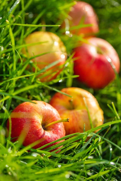 Pommes sur herbe verte dans le jardin — Photo