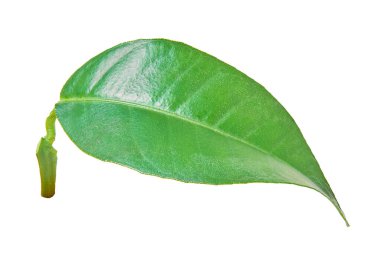 kırpma yolu ile yeşil limon yaprağı, beyaz izole arkaplan                               