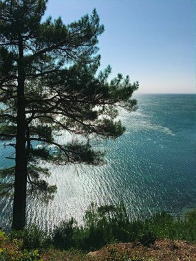 çam ağacı denize bakan sarp bir kayalığın üzerinde