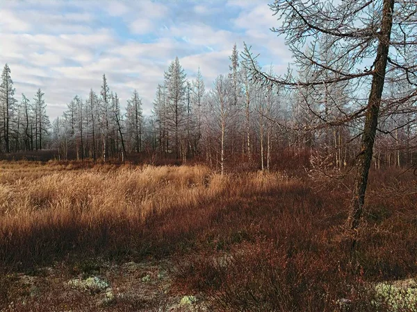 Ormanın kış beklentisiyle dondu.