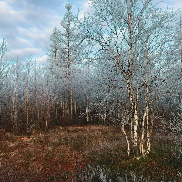 Sibirya orman kış varış beklentisiyle.