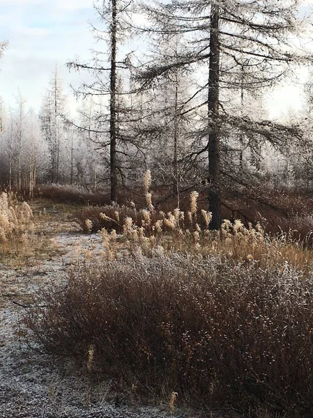 Kış ahşap düşer bir.