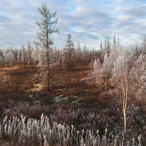 kış orman ağaçlarda süsleyin.