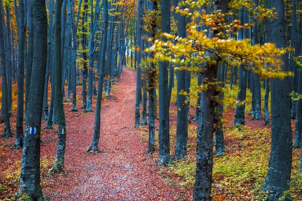 Путь Через Лес Конце Осеннего Сезона — стоковое фото