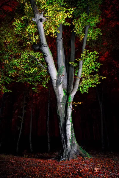 Baumbeleuchtung Der Nacht — Stockfoto