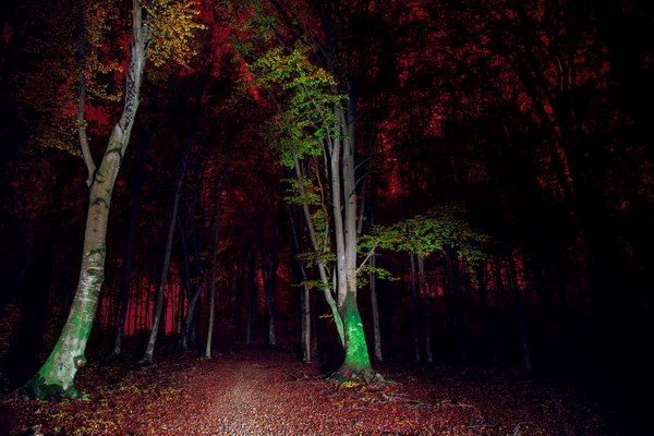 Nuit Forêt Peinture Lumineuse Forêt — Photo