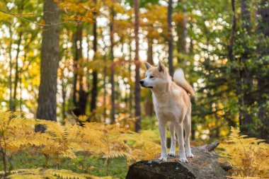 Japonca Akita Inu sonbahar ormanda köpek