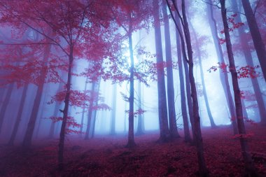 Kırmızı yaprakları ve mavimsi atmosferi ile mistik orman