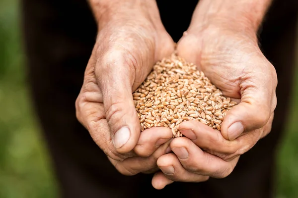 Viejo sosteniendo un grano de trigo en sus manos. El granjero está detenido. — Foto de Stock
