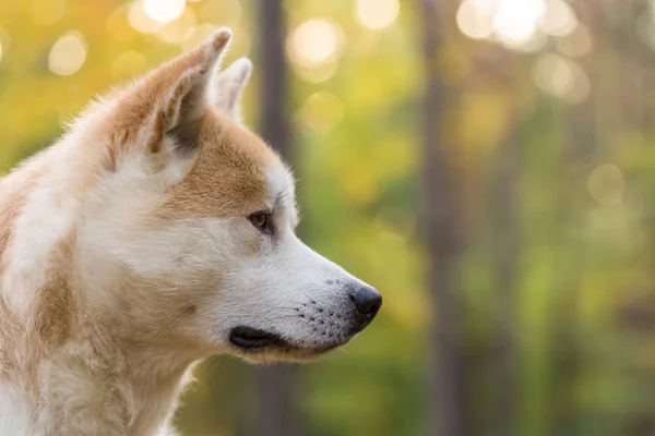 Akita inu japanese dog pedigree — Stock Photo, Image