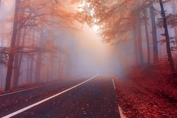 Herbsttag im nebligen Wald.Geheimnisvoller Nebel im Herbstvordergrund — Stockfoto