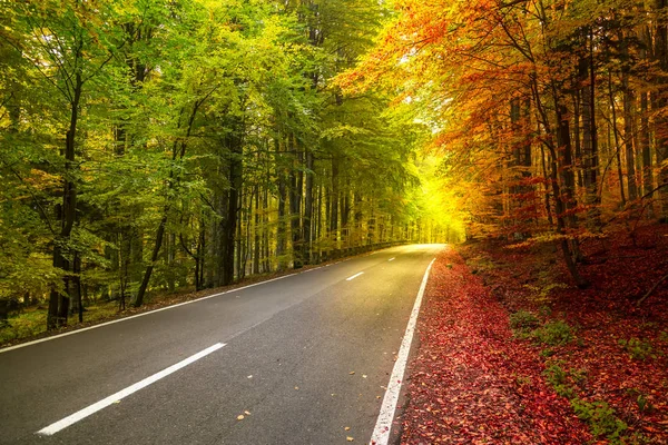 Herbstliche Waldkulisse mit warmen Lichtstrahlen, die das g — Stockfoto