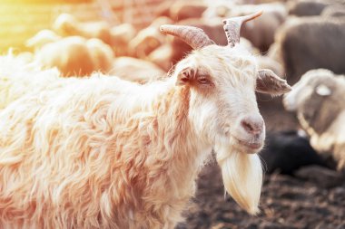 Bir billygoat portresi,