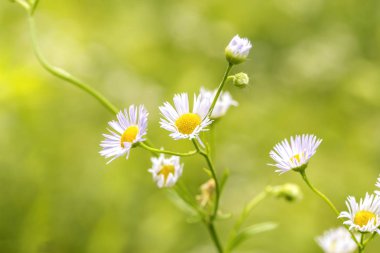 Aile Erigeron annuus veya Doğu güzel çiçekler closeup