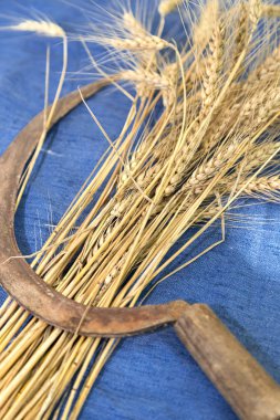 Buğday baharat Orak (el ile kesici buğday ile)