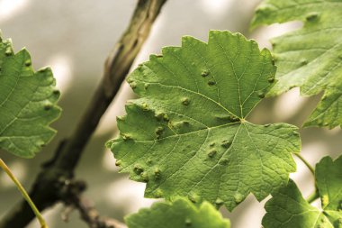 Üzüm yaprakları eriophyes vitis ile enfekte