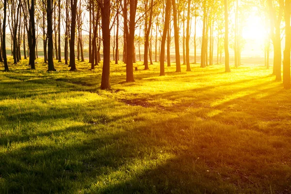 Puesta de sol en el bosque. Luces y sombras en el bosque al atardecer — Foto de Stock