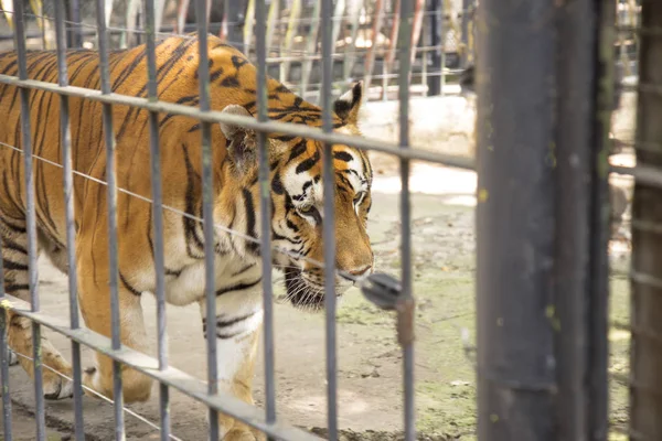 Siberian tiger captive at the zoo — Stock Photo, Image