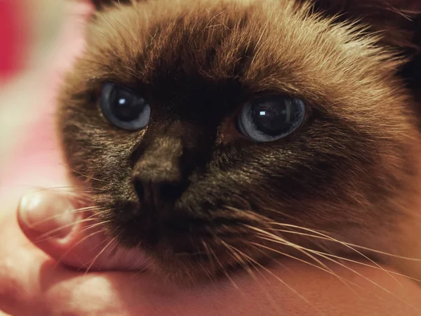 Close-up van portret van siamese kat — Stockfoto