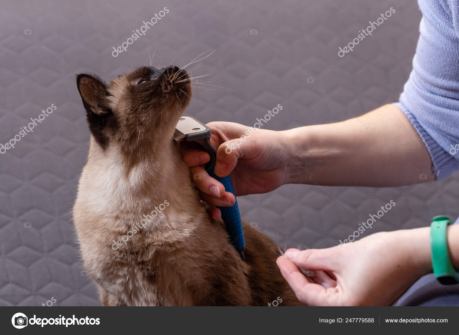 Woman combing Siamese cat with brush Stock Photo by ©bymandesigns 247779588