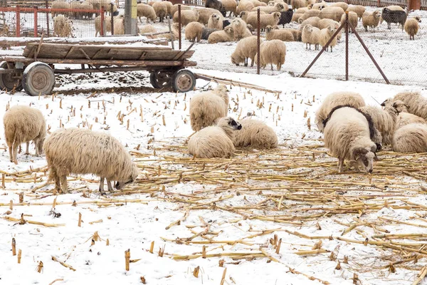 Grazing sheep (Ovis aries) eating in the winter day — Stock Photo, Image