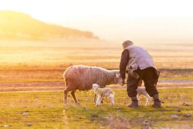 Shepherd near the sheep with new born lambs clipart