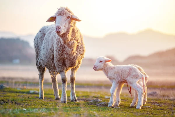 Two newborn lambs with still the umbilical cord near mother shee — Stock Photo, Image