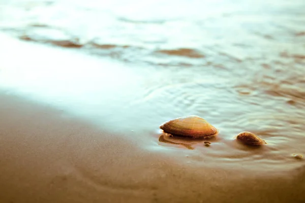 Muszle na plaży — Zdjęcie stockowe