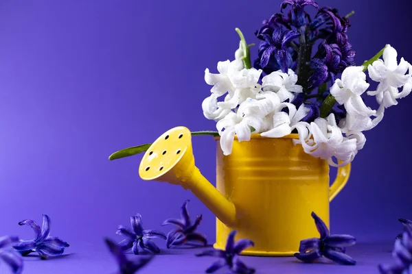 Lente bloemen van de hyacint in gieter — Stockfoto