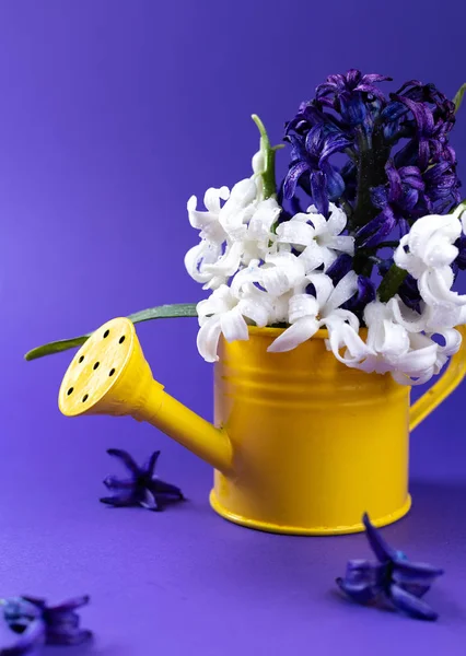 Lente bloemen van de hyacint in gele gieter — Stockfoto