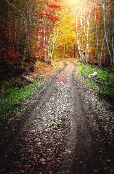 Weg door het bos — Stockfoto