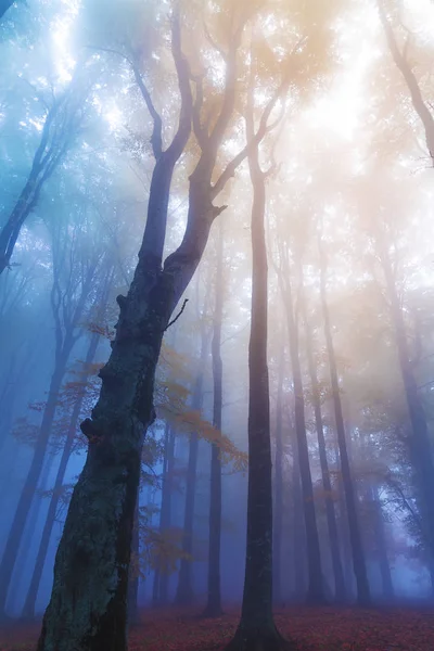 Mistic foggy forest. — Stock Photo, Image