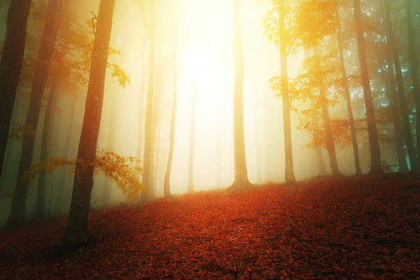 Sonnenlichter in fantastischer Waldkulisse mit Nebel zwischen Bäumen — Stockfoto
