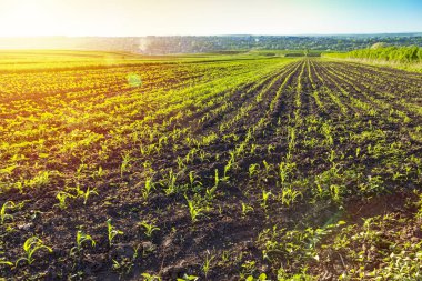 Mısır tarlası. Mısır tarlası üzerinde gündoğumu