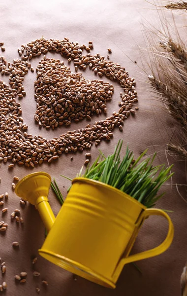 Hierba de trigo semillas en forma de corazón y trigo fresco en regadera — Foto de Stock