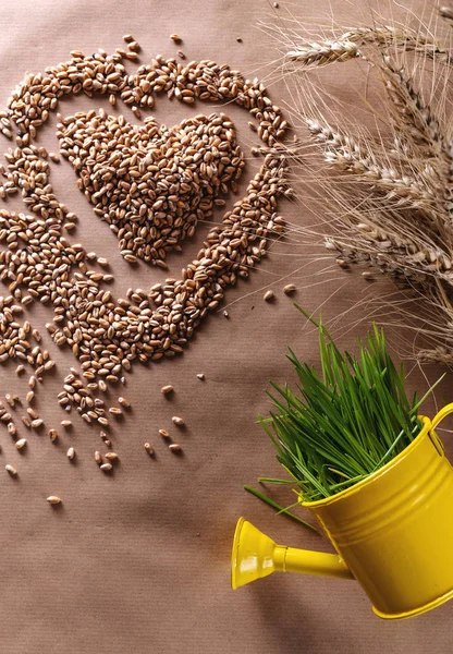 Hierba de trigo semillas en forma de corazón con trigo fresco en regadera — Foto de Stock