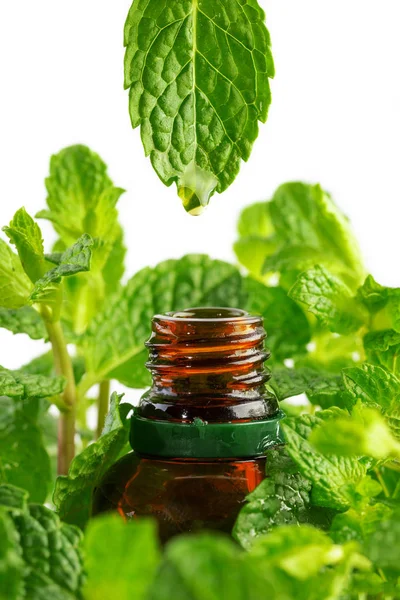 Essence from mint plant drips into a cosmetic bottle