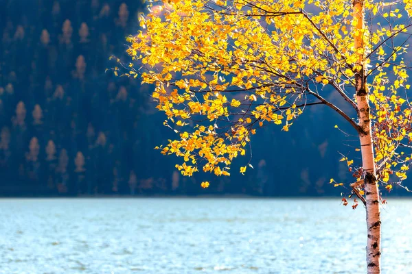 Árbol amarillo otoñal con hojas cerca del lago y bosque en backg —  Fotos de Stock