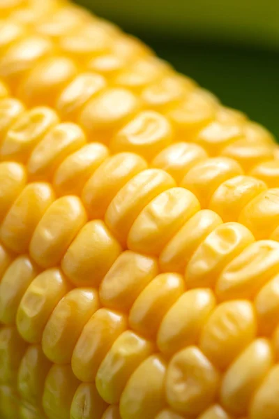 Свежие зерна спелых кукуруз крупным планом — стоковое фото