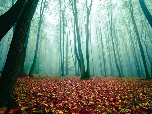 Autumn morning in misty forest — Stockfoto